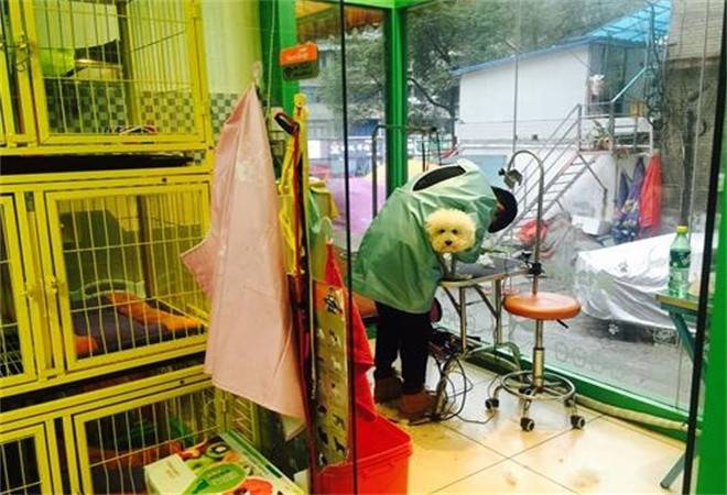 小宠当家宠物店