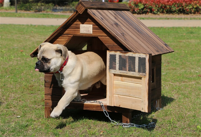 狗狗屋宠物生活馆