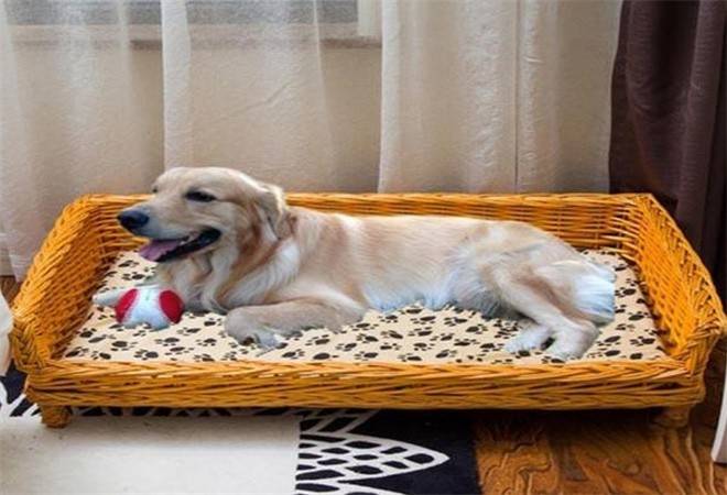 狗狗屋宠物生活馆