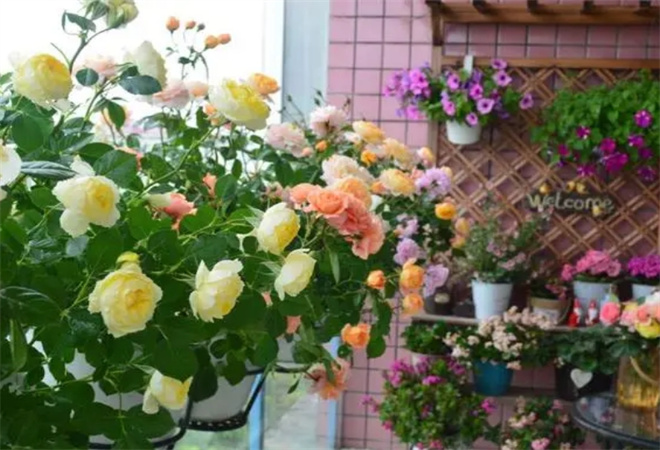 鼎卉鲜花加盟