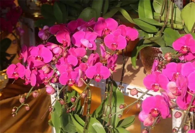 沙井鲜花加盟