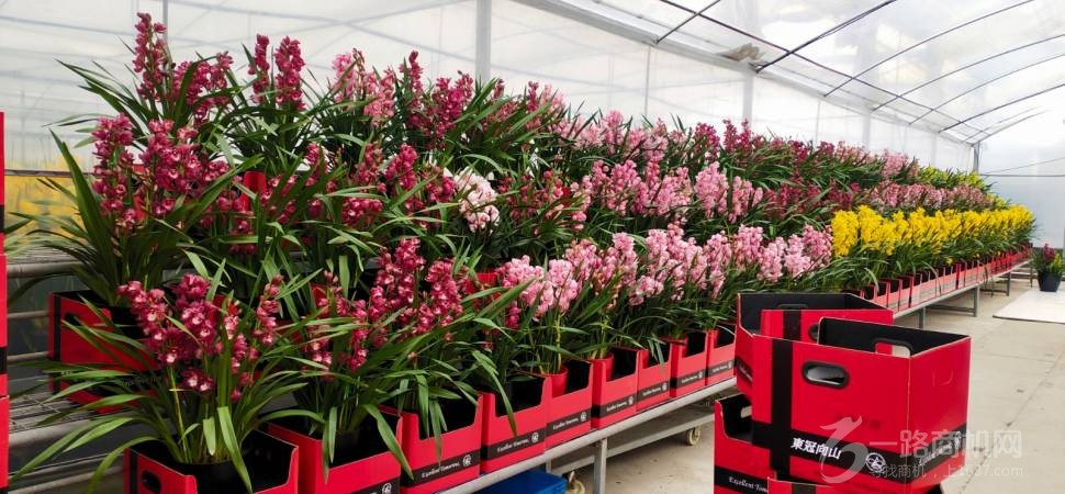 无锡华冠兰园农业科技有限公司