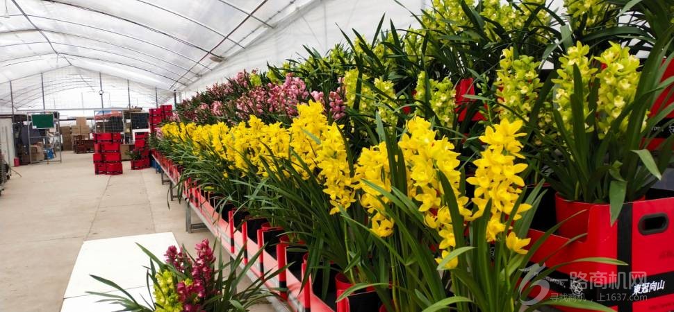 无锡华冠兰园农业科技有限公司