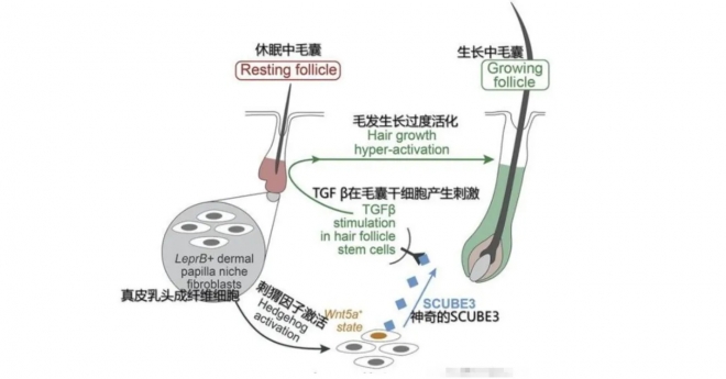 波斯坦植物养发