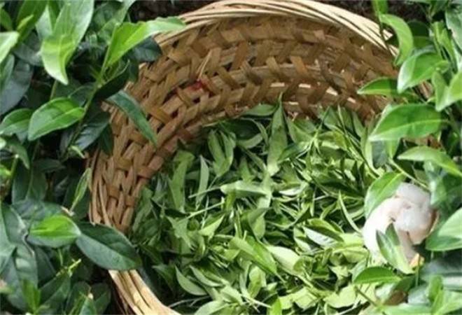 魏家茗茶叶