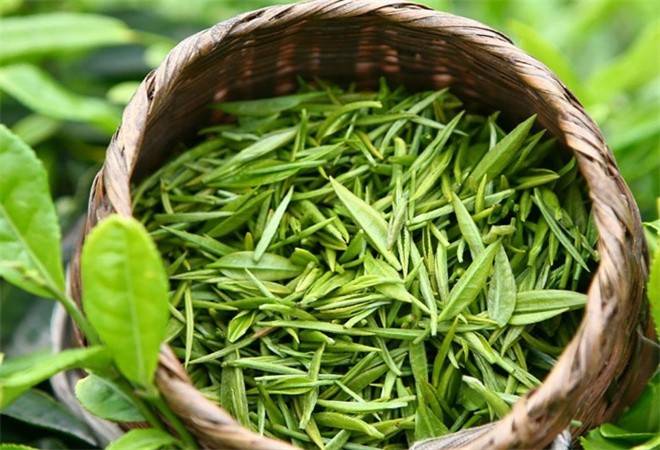 魏家茗茶叶