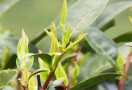 玉壶春茶叶
