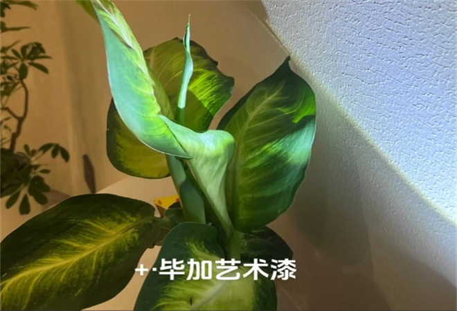 畢加藝術(shù)涂料加盟