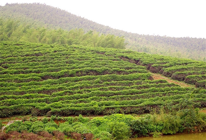 紫金山茶叶加盟