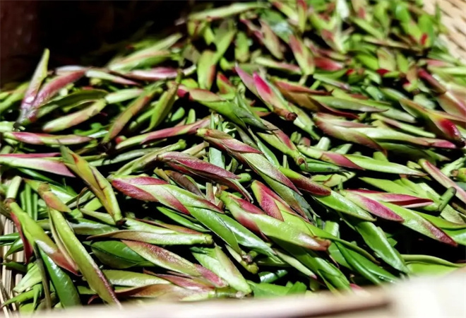 紫金山茶叶