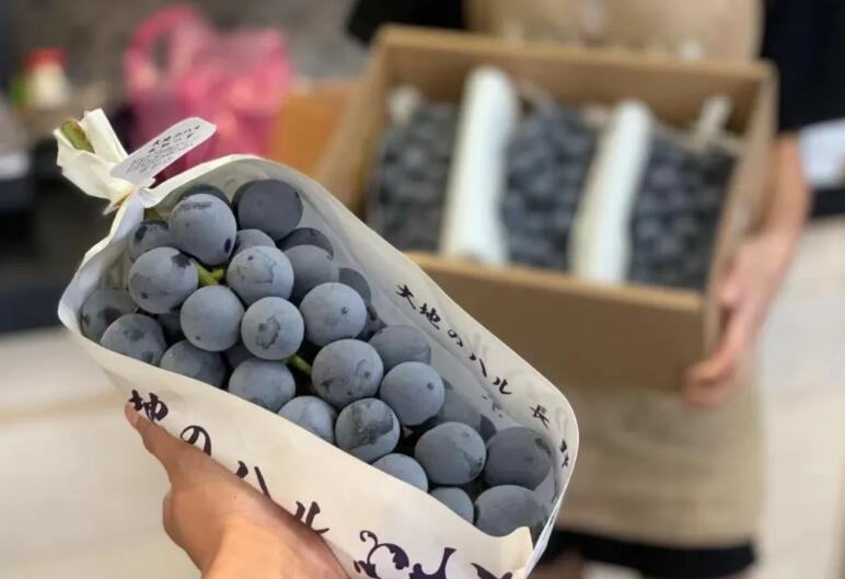 淘鲜森水果加盟