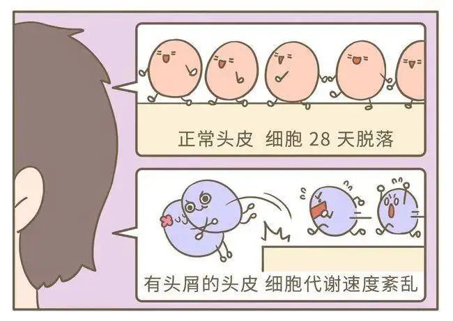 波斯坦植物养发