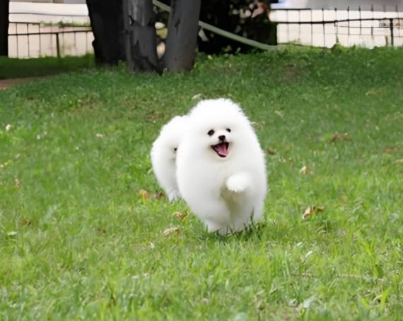 哈多利宠物乐园