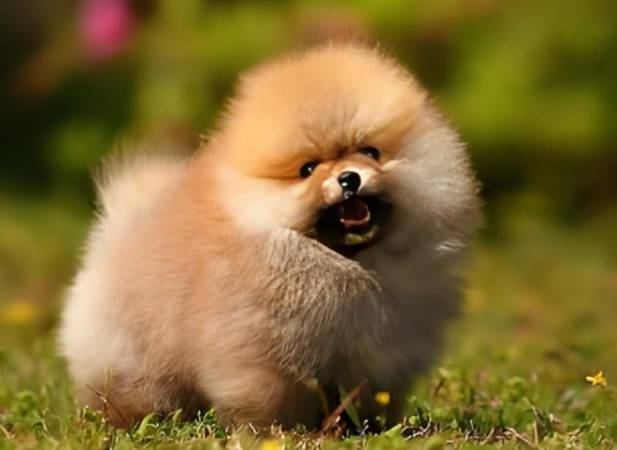 哈多利宠物乐园