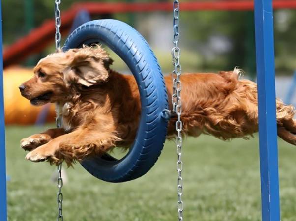 哈多利宠物乐园