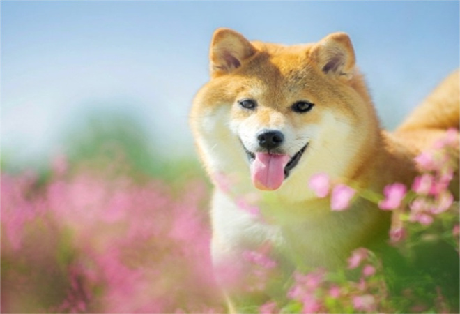 星球人宠物加盟 星球人宠物加盟