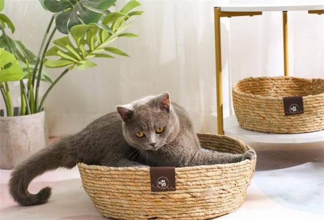 萌馋狸宠物用品