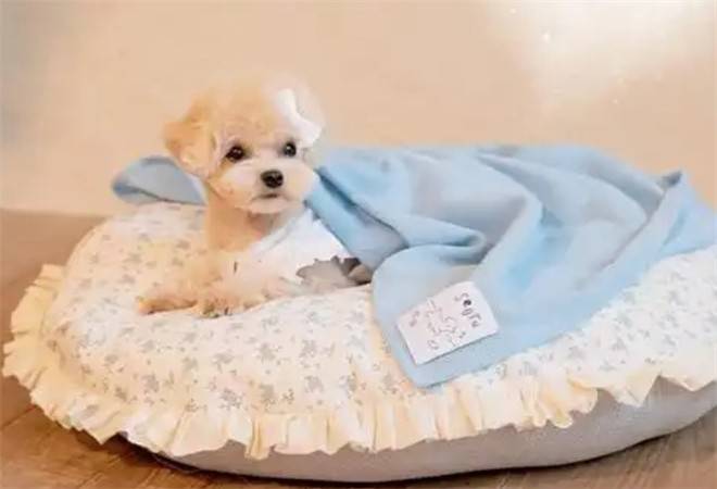 萌馋狸宠物用品