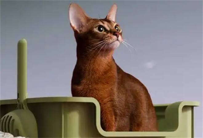 克林叔叔宠物用品