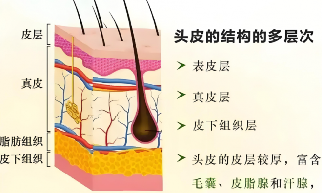 波斯坦植物养发