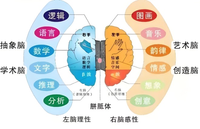 全脑开发课程合作加盟
