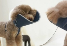 鄰小虎寵物用品