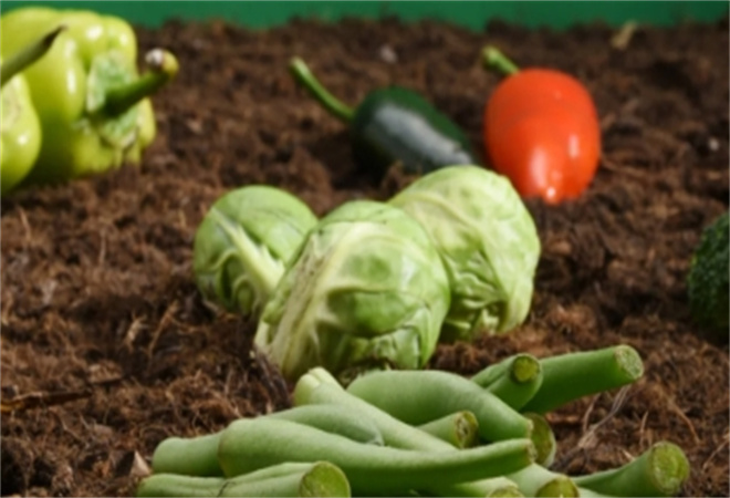 绿色有机食品 绿色有机食品