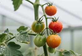 回歸自然有機食品