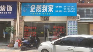 有只企鵝來到家