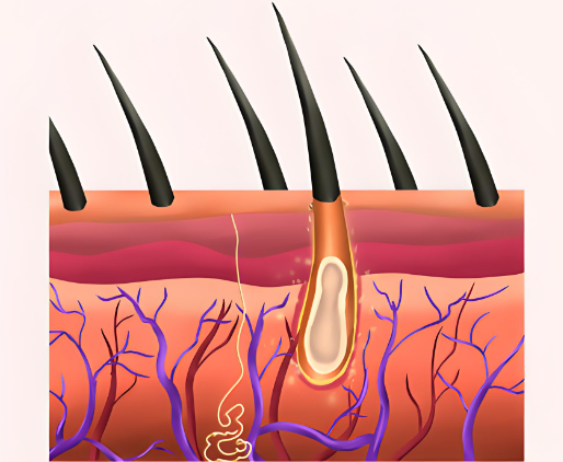 波斯坦植物养发